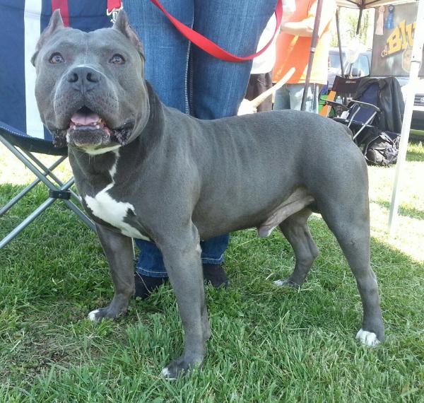 Boyd's Apache | American Pit Bull Terrier 