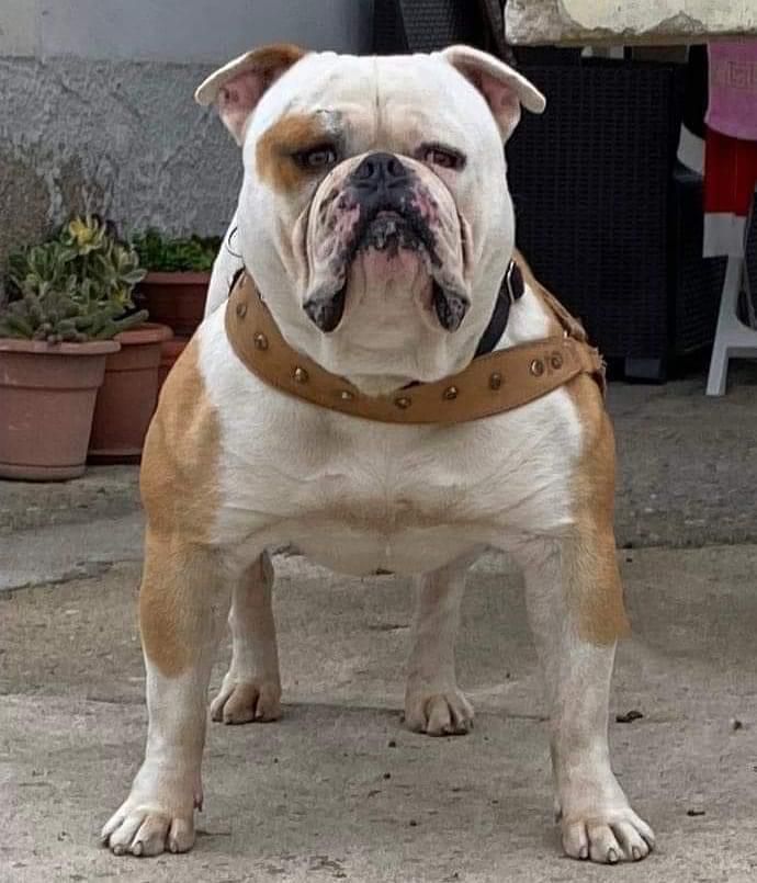 Bulldog’s Uragan ONJIO of viscito | American Bulldog 