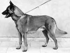 Léopar ALSH 8791 | Belgian Malinois 