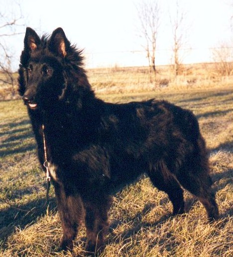 Johnsondale's Ziggy Stardust | Belgian Groenendael 