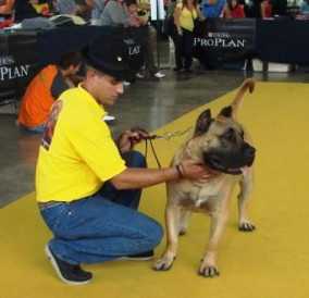 Paca de Volcan de Algana | Perro de Presa Canario 