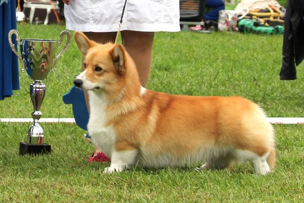 Annline'S My Dancing Queen | Pembroke Welsh Corgi 