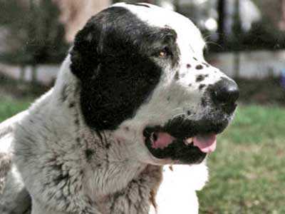 Uzurmak | Central Asian Shepherd Dog 