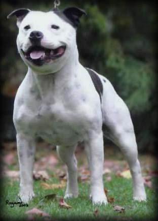 Bullmitz Bon Jovi | Staffordshire Bull Terrier 