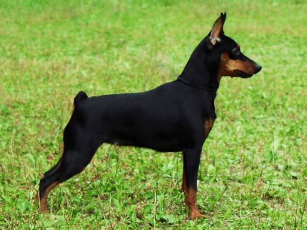 HAVA NAGILA IZ DOMA LIUVIRA | Miniature Pinscher 