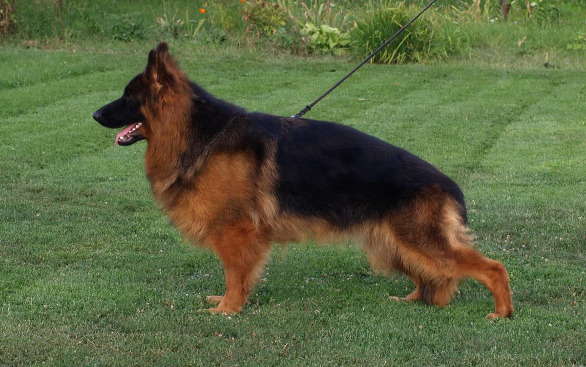 MIA vom MAKIBILLY | German Shepherd Dog 