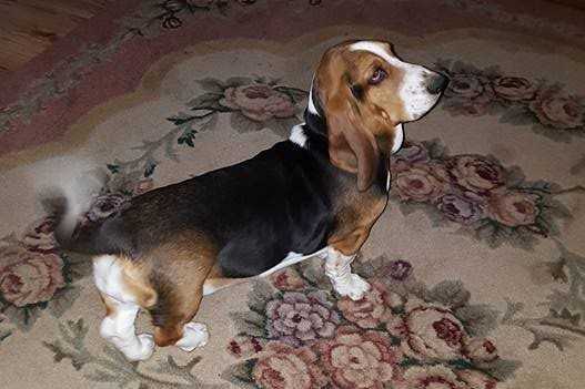 Emerald Trail's Bella Gill | Basset Hound 