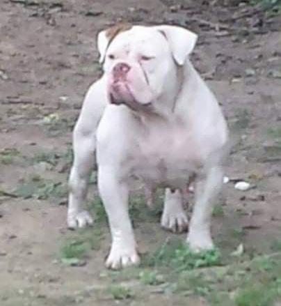 XSB's Pumpkin | Olde English Bulldogge 