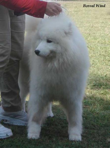 BOREAL SPIRIT DI CASA KALY | Samoyed 