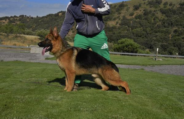 Airturbo del Monte Della Verna | German Shepherd Dog 