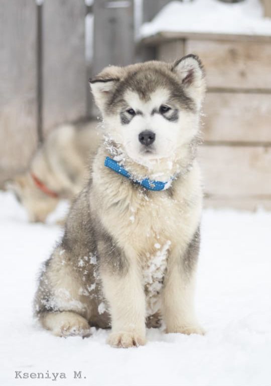 WORLD GLORY PARAMOUNT | Alaskan Malamute 