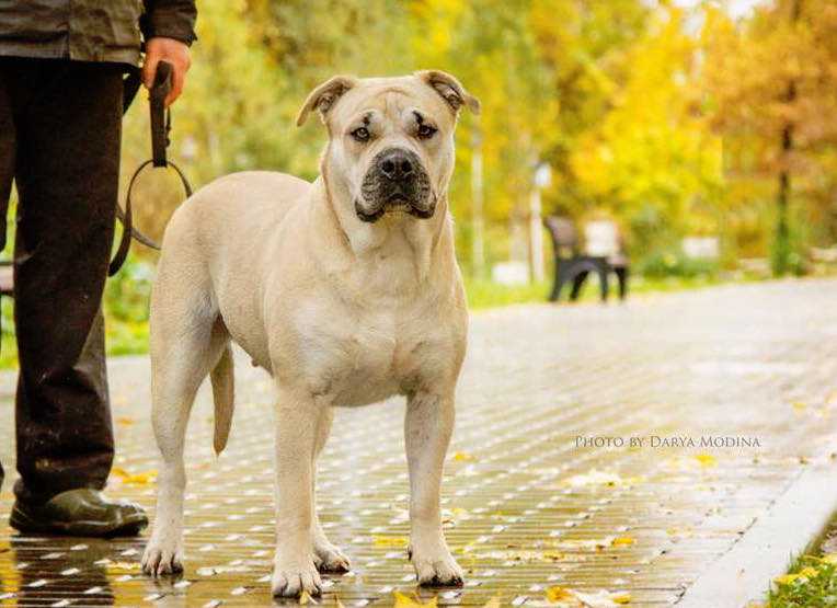 Ideal Dogs GIV Hloya | Ca de Bou 