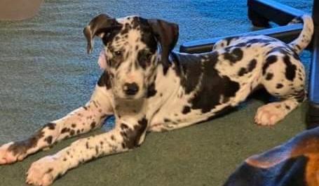 Bella Of Southern Barron Danes | Great Dane 