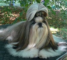 Usiao de dewa thang | Shih Tzu 