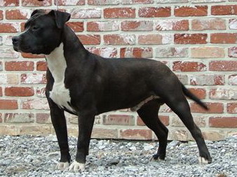 Farock Kiss | American Staffordshire Terrier 