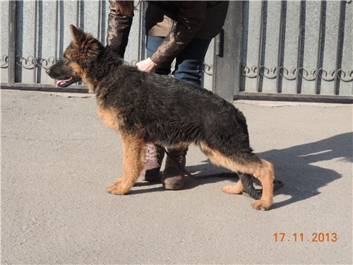 Amadeus Plus Bugatti | German Shepherd Dog 