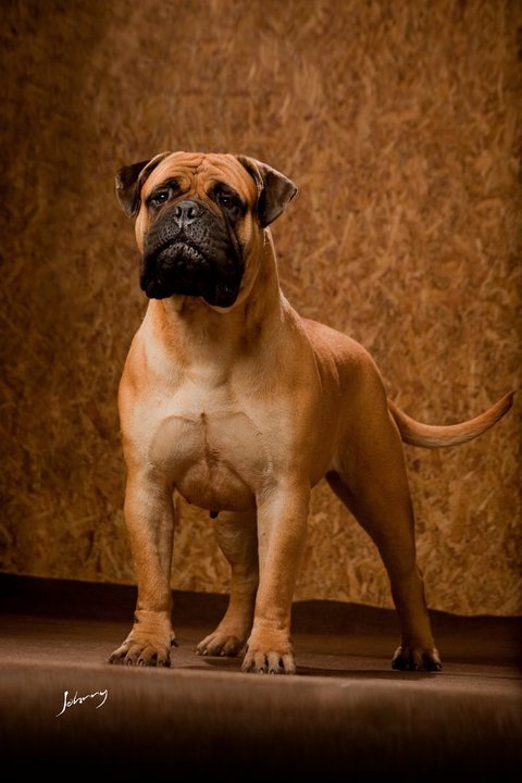 ATHIA JULIUS EV DA BOCA DO MATO | Bullmastiff 