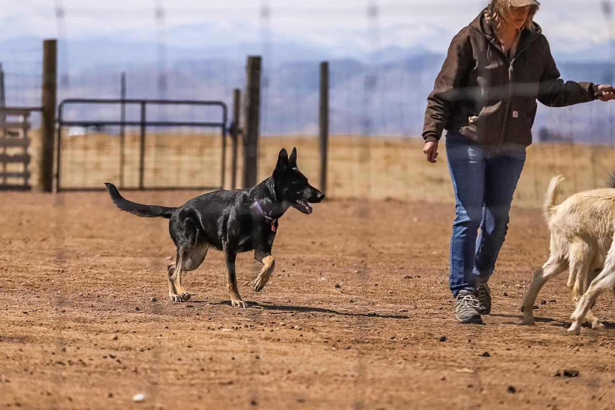 Muncasters Beautiful Celestial Daughter | German Shepherd Dog 