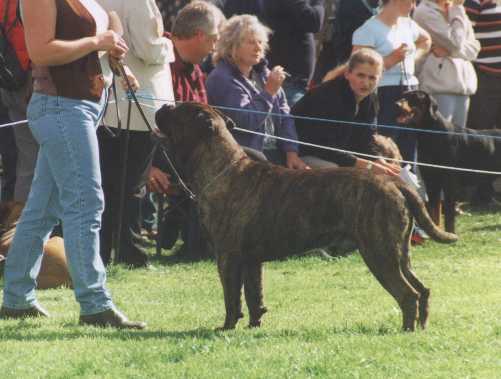 Terminator vom frankental | Bullmastiff 