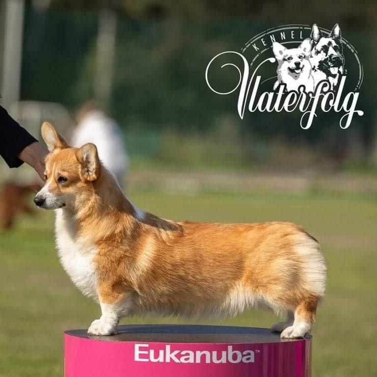 Vlaterfolg Antic Beauty n/b | Pembroke Welsh Corgi 