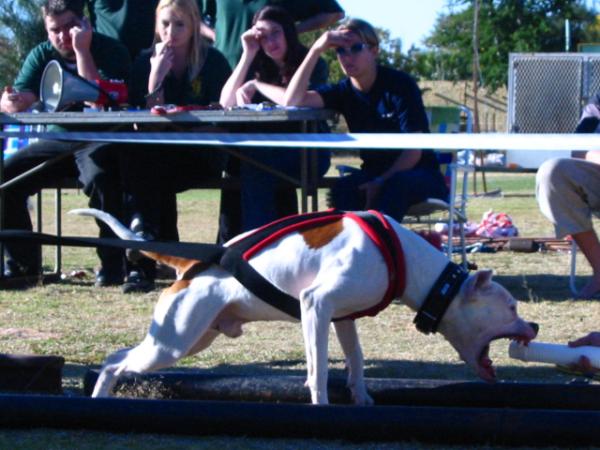 Igor'S Zues | American Pit Bull Terrier 