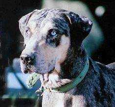 Stone Throw Colby G | Catahoula Leopard Dog 