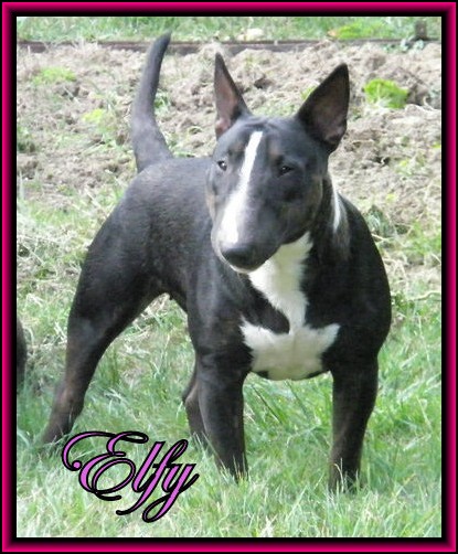 Elfy (sans affixe) | Miniature Bull Terrier 