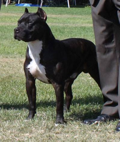 Jjax Larum Gunnagetcha Good NV | American Pit Bull Terrier 