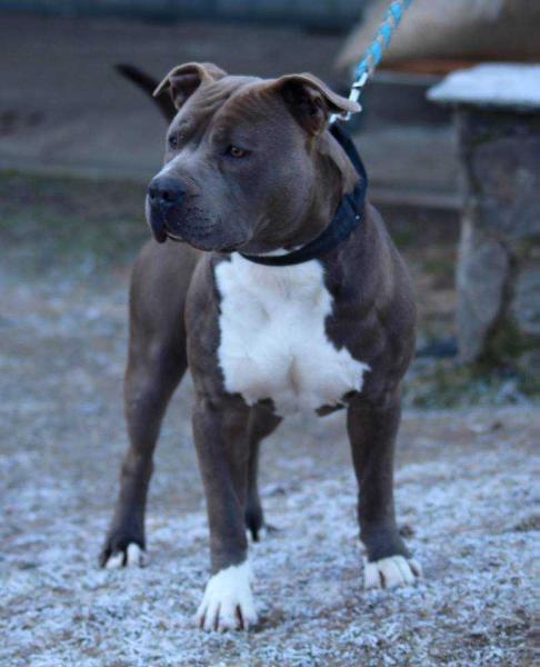 Blue Amstaff Big Bang | American Staffordshire Terrier 
