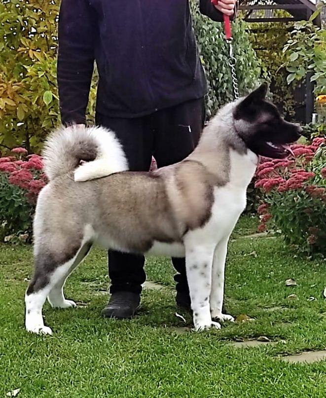 Enigma Beauty Iz Donskoy Liberii | Akita 