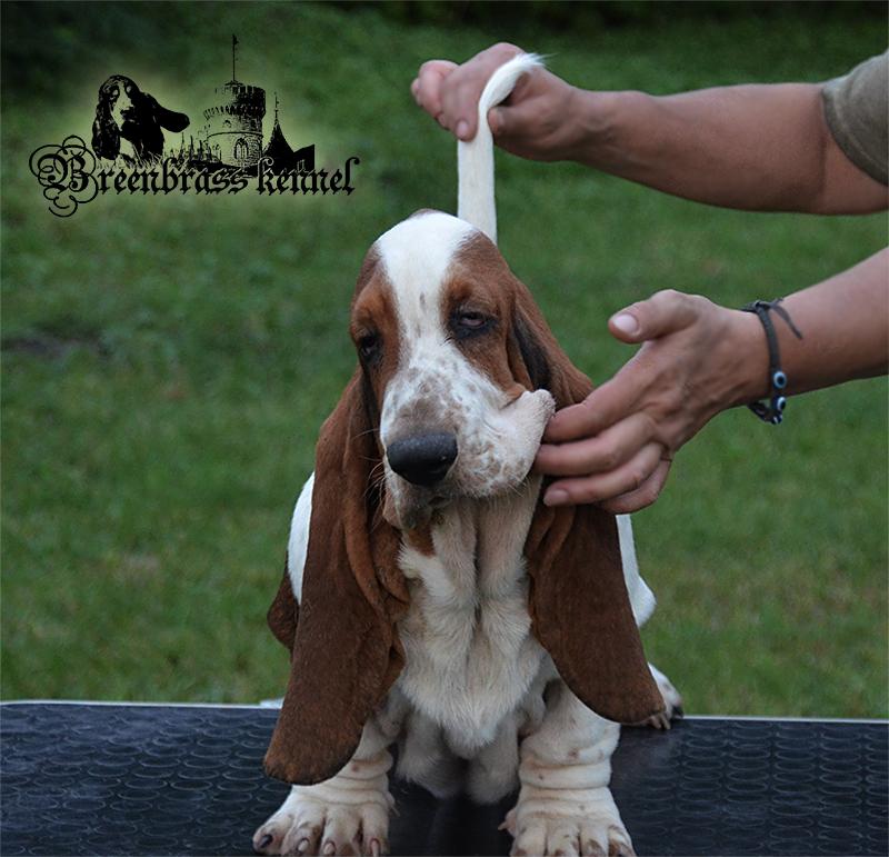 ViKing Of The Ring BREENBRASS | Basset Hound 