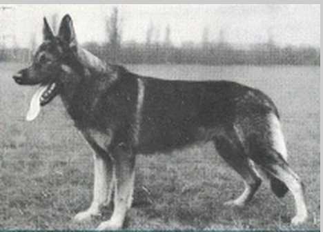 Hasso vom Sprottebruch | German Shepherd Dog 