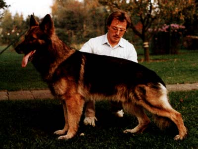 Kerry vom Dächselberg | German Shepherd Dog 