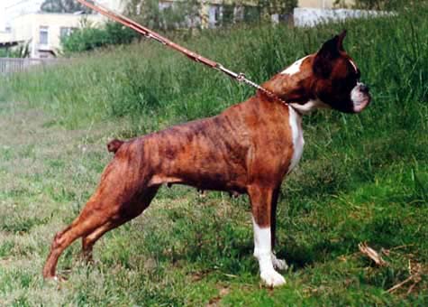 TERIEL ALIKON | Boxer 