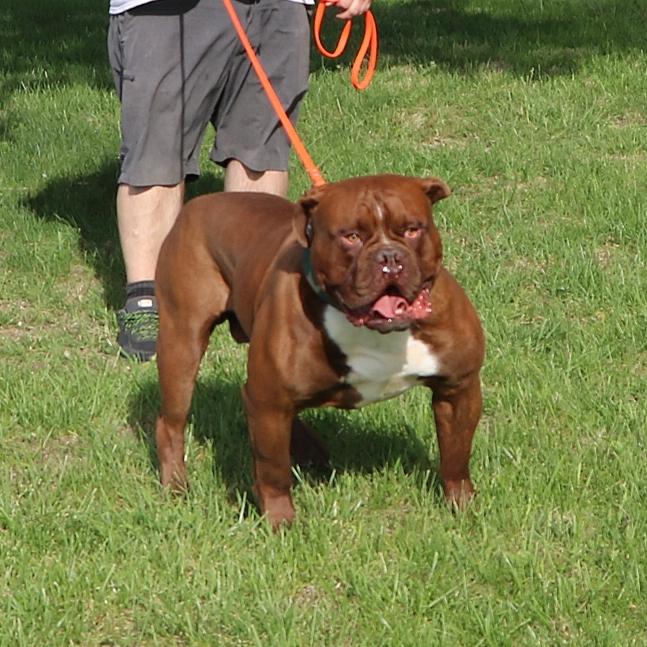 Evolution's Kodyak | Olde English Bulldogge 