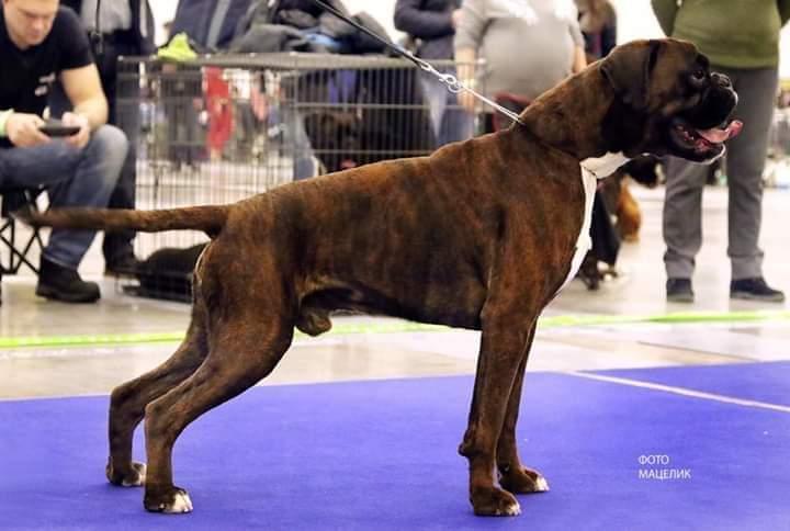 Rus La Fler Shakespeare | Boxer 