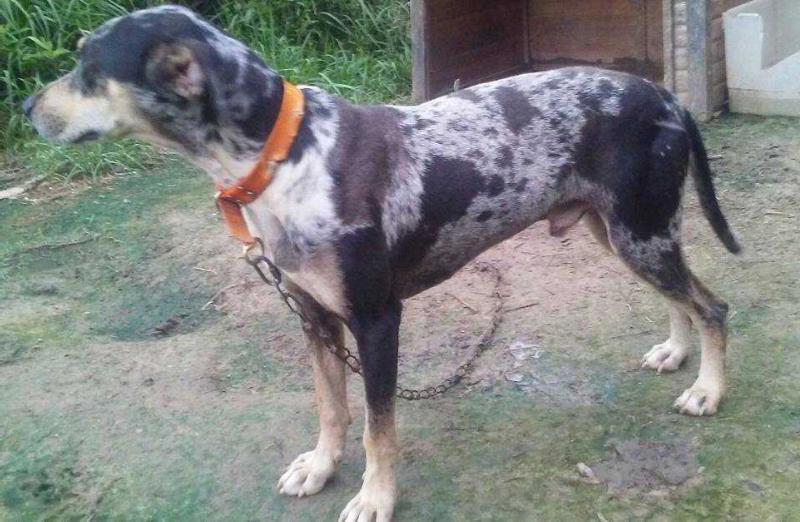 Jelks Cinch | Catahoula Leopard Dog 