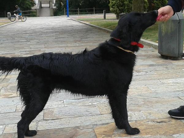 Leia de tucuman | Flat-Coated Retriever 