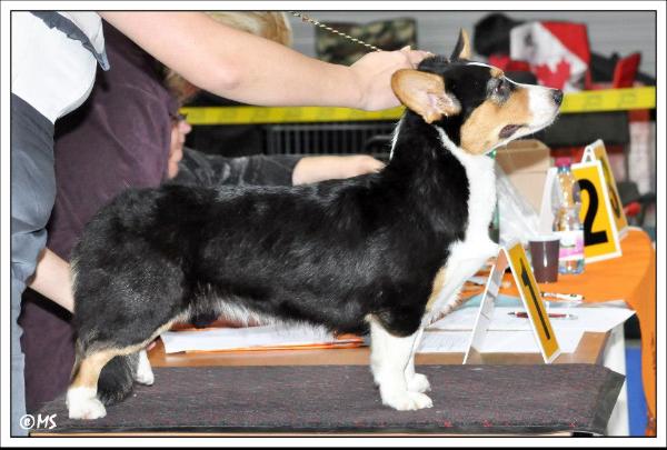 Spirit of Austria Black Pearl | Cardigan Welsh Corgi 