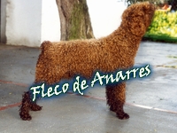 Fleco de Anarres | Spanish Water Dog 