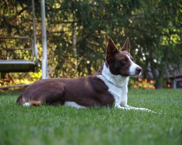 Trick | Border Collie 