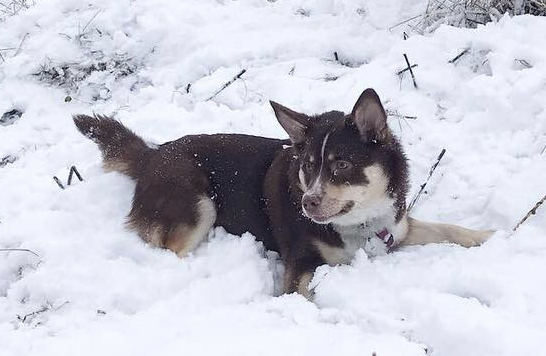 Snjófells Rán | Icelandic Sheepdog 