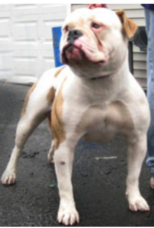 SBK's miah of blue collar | American Bulldog 