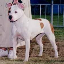 Rangler Red Hot Peaches n Cream | American Staffordshire Terrier 