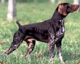 Horam's de la Haille au Loup | German Shorthaired Pointer 