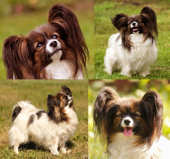 Pina Colada von den Kolibris | Papillon 