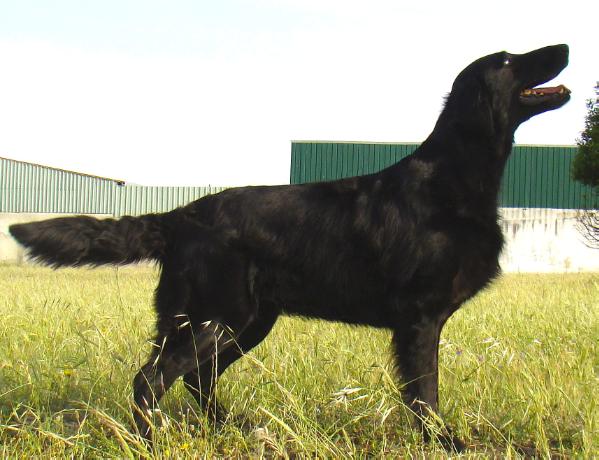 Dark Devotion Hurricane Huntress | Flat-Coated Retriever 