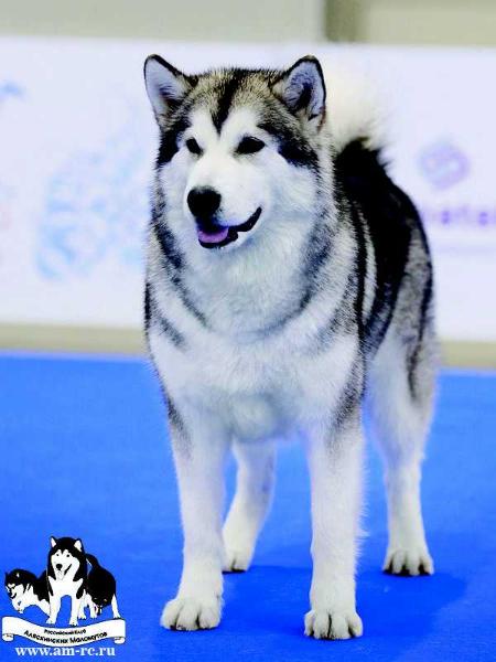 Arctic Voyage Ariana Fantastic Lady | Alaskan Malamute 