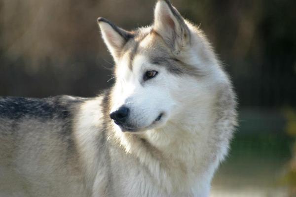 MOON LIGHT Huk Amarok | Alaskan Malamute 