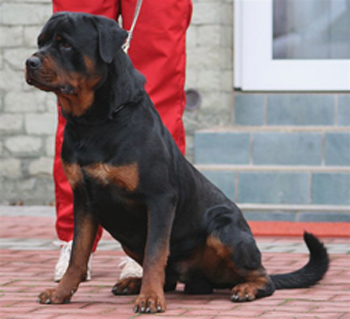 Max Terezsky Dvur  "Gero" | Rottweiler 